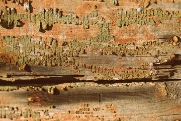 Fototapeta premium Old wooden surface close up. Abstract background retro style