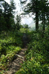 Tourist trail in coniferous forest. Hiking, summer travel on foot