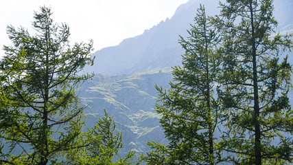 Pine forest on background of mountain peaks. Tourism in mountain valley