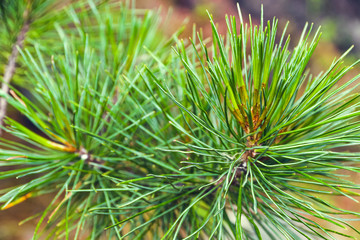 Green branches in coniferous forest on summer day