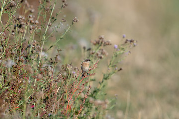 Braunkehlchen