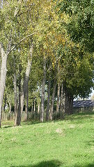 Trees and grass in fall