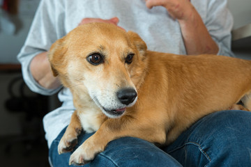 municipal kennel mongrel dogs to be adopted