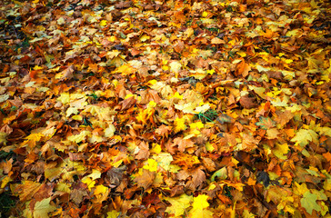Orange fall leaves on the ground backdrop