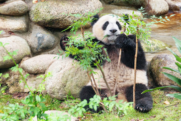 Cute young giant panda looking at the camera through foliage