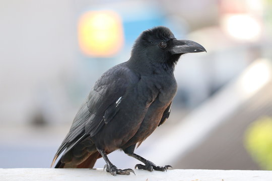 ungle crow (Corvus macrorhynchos) or Japanese crow. Thick-billed crow (Corvus macrorhynchos)