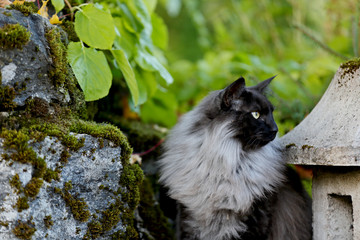 Naklejka na ściany i meble A black smoke norwegian forest cat male