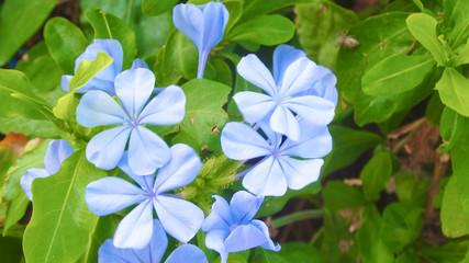 Plumeria or frangipani flower, Tropical flower