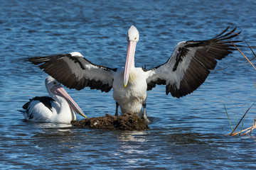 Australian Pelican with wings spread, struggling to defend his perch from others.
