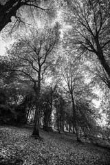 Autumn Forest Black and White