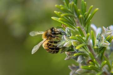 Busy Bee and Rosemary, insect at work on herbs in the garden. Close up detail and shallow depth of field.