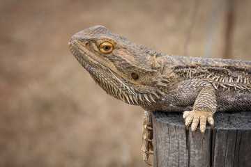 Inland Bearded Dragon, suning itself on top of a fence post. Close up detail of Australian native lizard.