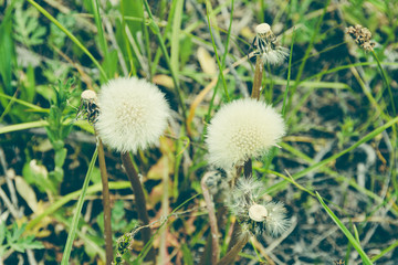 Fluffy dandelion in green grass