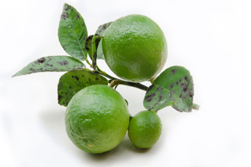 lemon with green leaves, Herb, Spice,isolated on white background