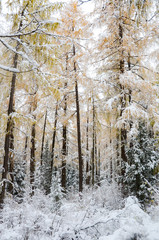 first snow and autumn trees at the siguniang scenic area during October, chengdu city, china