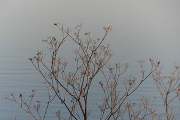Dry plant on a background of water.