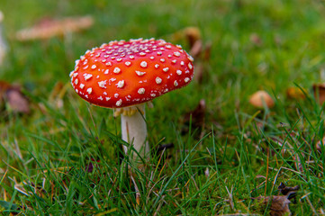 Closeup of an  fly agaric
