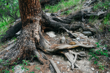 Dry roots of trees in coniferous forest