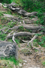 Forest trail with tree roots. Hiking in coniferous forest