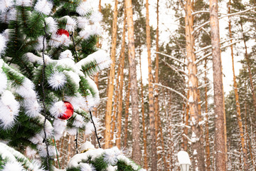 Christmas tree with red balls under snow in pine forest. Preparation for new year