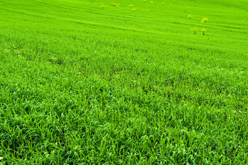 Naklejka na ściany i meble Field with green grass. Lawn on Sunny summer day