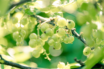 White currant berries in Sunny garden. Growing berries on farm