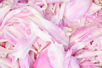 Fototapeta na wymiar Pink peony petals for romantic background