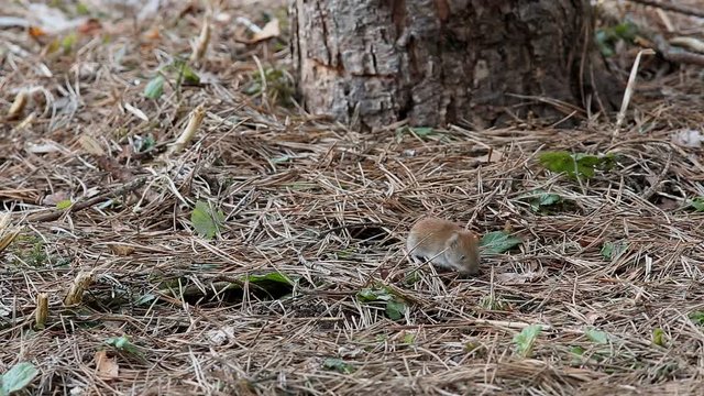Common Vole (Microtus arvalis) is looking for food among pine needles in the forest