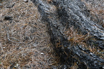 Dry roots of trees in coniferous forest