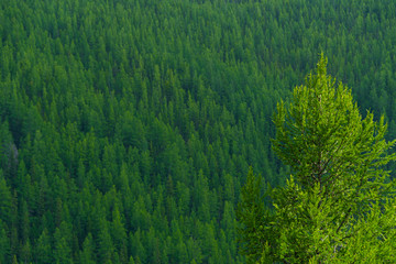 Green trees on the hill. The slope is covered with coniferous forest