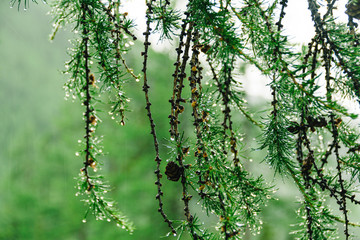 Drops on green needles of larch. Summer rain in coniferous forest