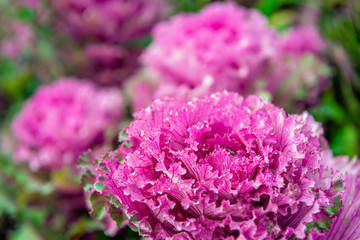 Wet ornamental cabbages from close