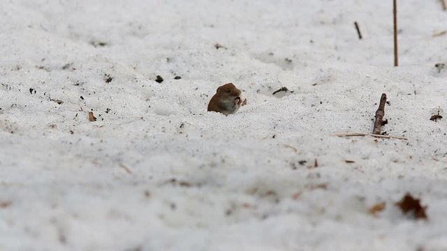 Mouse Common Vole (Microtus arvalis) eats a sunflower seed while sitting in a snow
