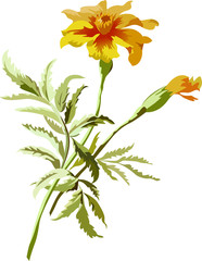 Beautiful hand drawn colour full floral motif