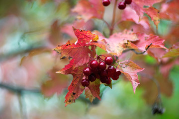 A bunch of red potassium with colorful leaves