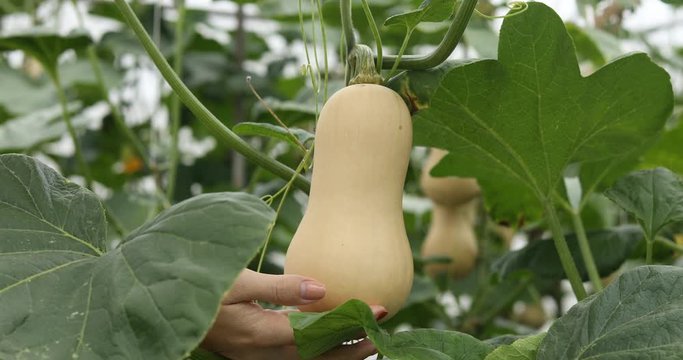 The woman's hand with the butternut on the tree, fresh butternut in the garden, organic vegetables	