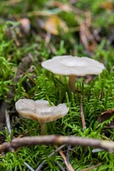  Beautiful close up of a group of mushrooms growing on  on green moss ground and dark bokeh forest background. Mushroom macro, Mushrooms photo, forest photo, forest background - Mushrooms cut in the w