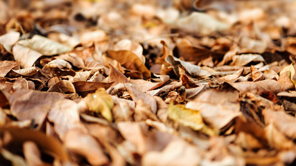 Fall and Autumn Leaves. Dry Foliage on Ground. Yellow and Brown Color Tone. Selective focus