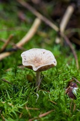  wild forrest mushroom in the woods in fall. Mushrooms in the forest on green moss ground - Mushrooms cut in the woods - close-up