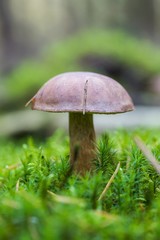 Beautiful boletus edulis mushroom  in amazing green moss. Old magic forest mushrooms background. White mushroom in sunny day. close-up