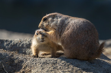 Mama prairiedog stroking baby