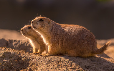 Mama and baby prairiedog overlooking field