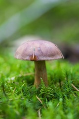 Beautiful boletus edulis mushroom  in amazing green moss. Old magic forest mushrooms background. White mushroom in sunny day. close-up