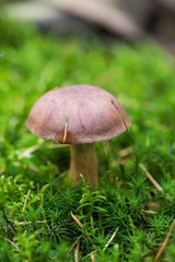 Beautiful boletus edulis mushroom  in amazing green moss. Old magic forest mushrooms background. White mushroom in sunny day. close-up
