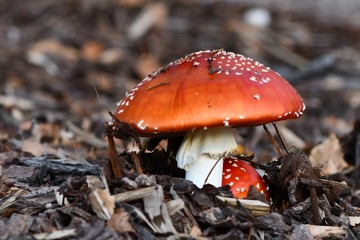 Amanita red and white spotted pine forest mushroom often represented in fairy gardens of with garden gnomes..
