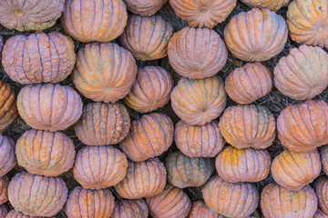 Lots of colorful pumpkins laid out in the row. Colored pumpkin as background, wallpaper.