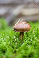 Beautiful boletus edulis mushroom  in amazing green moss. Old magic forest mushrooms background....