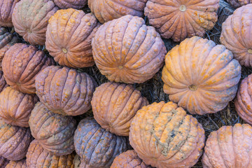 Fototapeta na wymiar Lots of colorful pumpkins laid out in the row. Colored pumpkin as background, wallpaper.