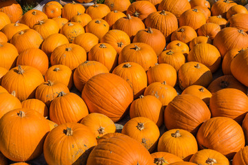 Lots of colorful pumpkins laid out in the row. Colored pumpkin as background, wallpaper.