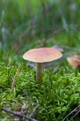  Beautiful butter mushroom in amazing green moss. Mushrooms cut in the woods - Popular  mushroom in forest. close-up